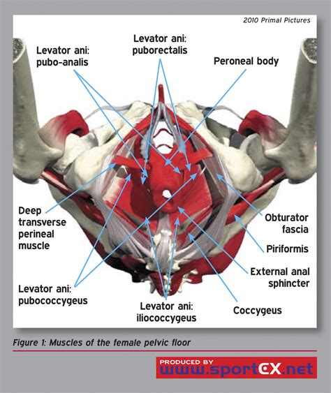 glans clitorus|Anatomy, Abdomen and Pelvis: Female External .